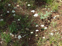 Oenanthe pimpinelloides