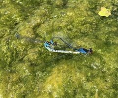 Erythromma viridulum