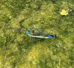 Erythromma viridulum