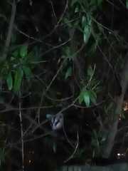 Didelphis albiventris