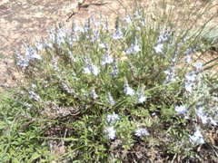 Veronica multifida