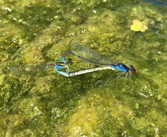 Erythromma viridulum