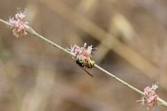 Vespula pensylvanica