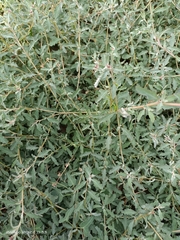 Atriplex semibaccata