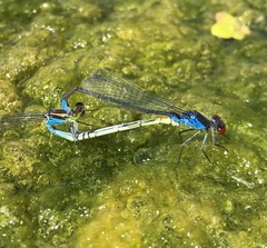 Erythromma viridulum