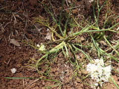 Oenanthe pimpinelloides