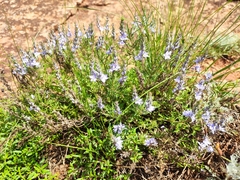 Veronica multifida