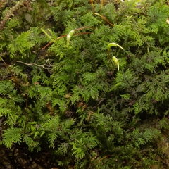 Thuidium delicatulum