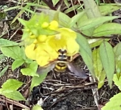 Milesia virginiensis