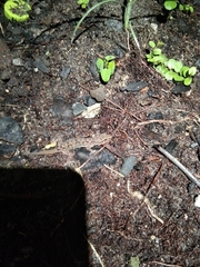 Hemidactylus parvimaculatus