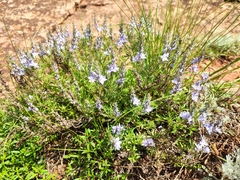 Veronica multifida