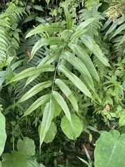 Coniogramme intermedia