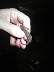 Hemidactylus parvimaculatus