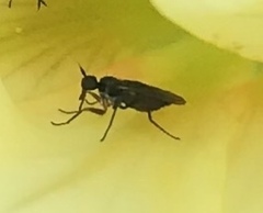 Empidoidea