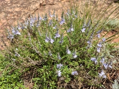Veronica multifida