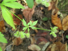Sanicula canadensis