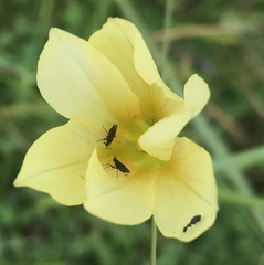 Empidoidea