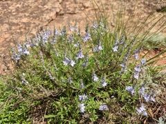 Veronica multifida