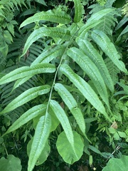 Coniogramme intermedia