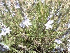 Veronica multifida