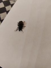 Otiorhynchus sulcatus