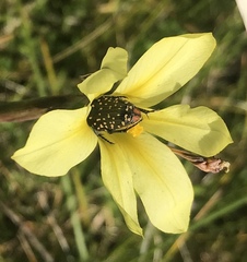 Oxythyrea marginalis