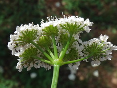 Oenanthe pimpinelloides