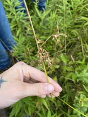 Juncus effusus