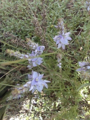 Veronica multifida