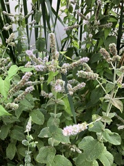 Mentha spicata
