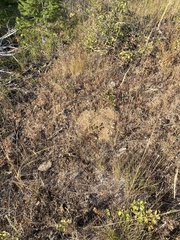 Thomomys talpoides