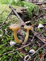 Leotia lubrica