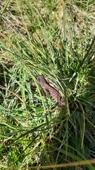 Ichthyosaura alpestris