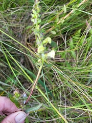Pedicularis lanceolata