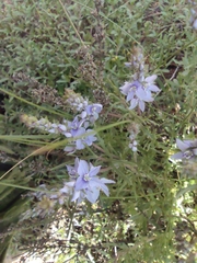 Veronica multifida