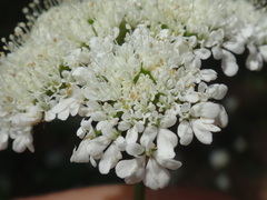 Oenanthe pimpinelloides