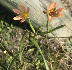Apis mellifera capensis