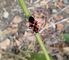 Tropidothorax leucopterus