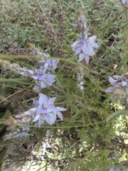 Veronica multifida