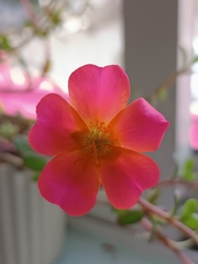 Portulaca