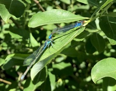 Erythromma viridulum