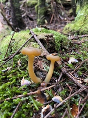 Leotia lubrica