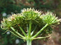 Oenanthe pimpinelloides