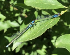 Erythromma viridulum