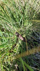 Ichthyosaura alpestris