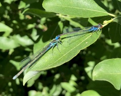 Erythromma viridulum