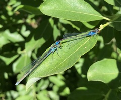 Erythromma viridulum