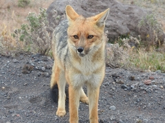 Lycalopex culpaeus