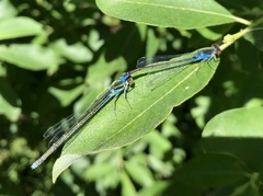 Erythromma viridulum