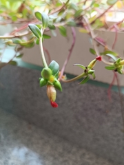 Portulaca